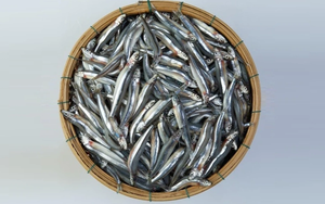 Hương vị đặc biệt của loại cá có tên lạ, xưa nhiều vô kể nay cực hiếm, được dân thành phố “săn lùng” - Ảnh 6.