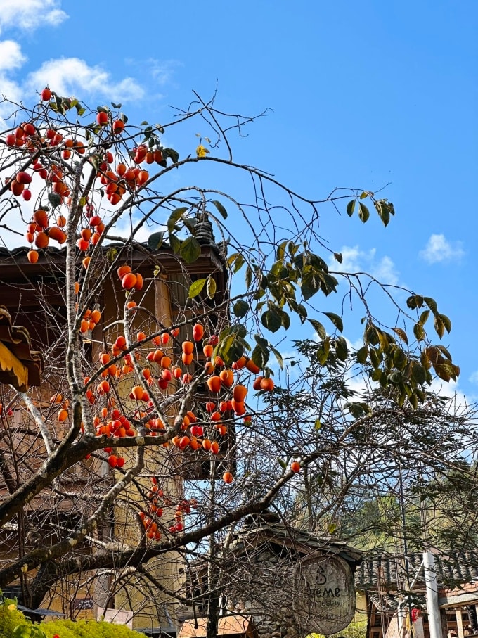 Cây hồng khổ nhất Lô Lô Chải. Ảnh: Tí Lầu