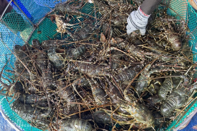 Tôm hùm bán chạy bão ngày 5/11 ở Đăk Lăk. Ảnh: Trần Hóa