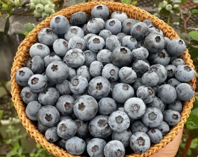 Việt quất cung cấp nhiều chất chống gốc tự do tốt cho não. Ảnh được tạo bởi AI