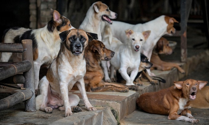 Đàn chó tại một trung tâm cứu hộ động vật ở Jakarta, Indonesia ngày 31/10. Ảnh: AFP