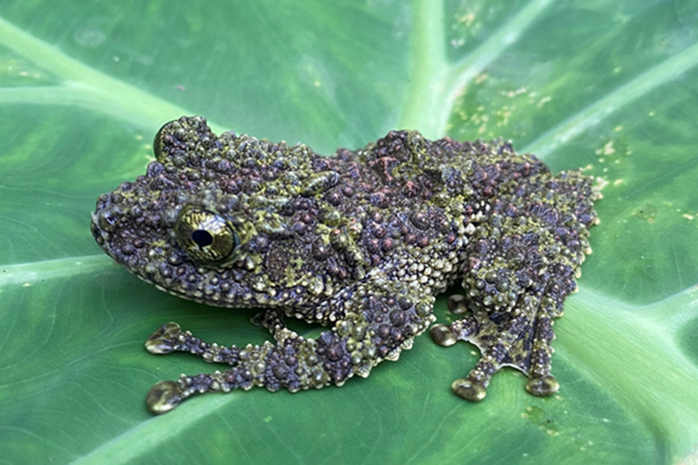 Loài ếch kỳ dị xuất hiện tại một khu rừng ở Thanh Hóa - Ảnh 1.