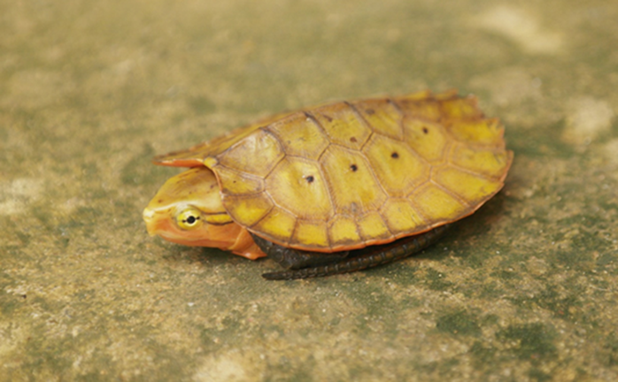 Loài ếch kỳ dị xuất hiện tại một khu rừng ở Thanh Hóa - Ảnh 3.