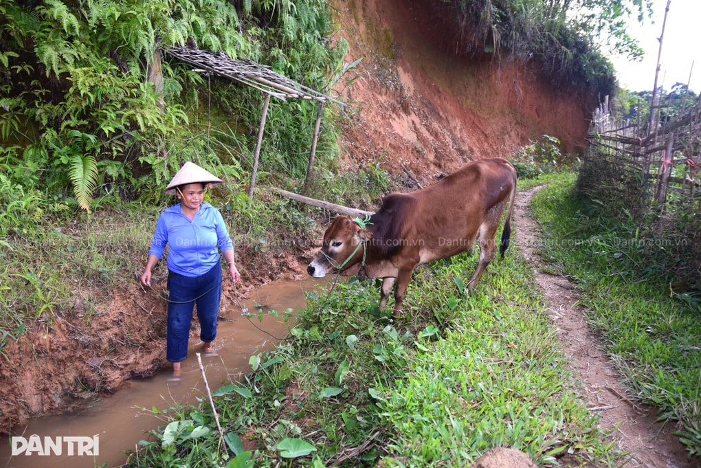 Chồng u bướu, con bệnh hiểm, người phụ nữ chăn bò thuê gồng gánh gia đình - 3 Chồng u bướu, con bệnh hiểm, người phụ nữ chăn bò thuê gồng gánh gia đình - 3