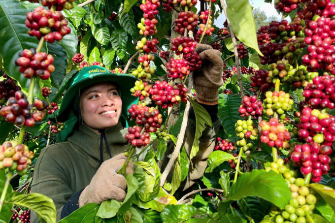 Cà phê chín, bước vào mùa thu hoạch. Ảnh: Phú Mỹ