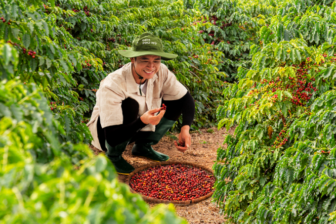 Hệ vi sinh vật khỏe giúp cải thiện hương vị cà phê. Ảnh: Phú Mỹ