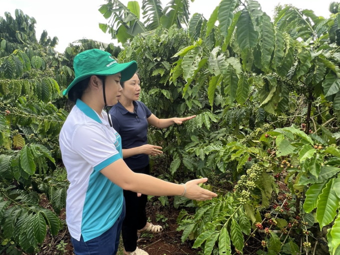 Chuyên gia Phú Mỹ đồng hành cùng người dân nâng tầm chất lượng cà phê Việt. Ảnh: Phú Mỹ