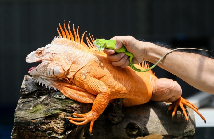 Một cá thể rồng Nam Mỹ được nuôi tại TP HCM. Ảnh minh họa: Quỳnh Trần