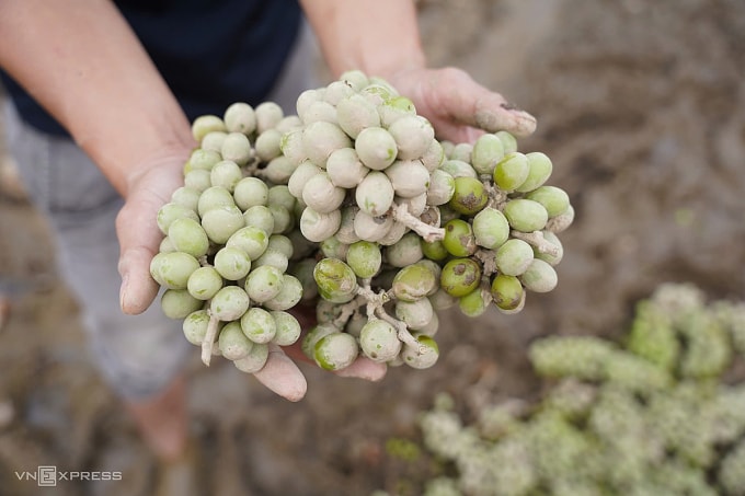 Nho mẫu đơn, giống nho chất lượng cao, sắp đến mùa thu hoạch bị nước lũ làm hư hỏng. Ảnh: Bùi Toàn