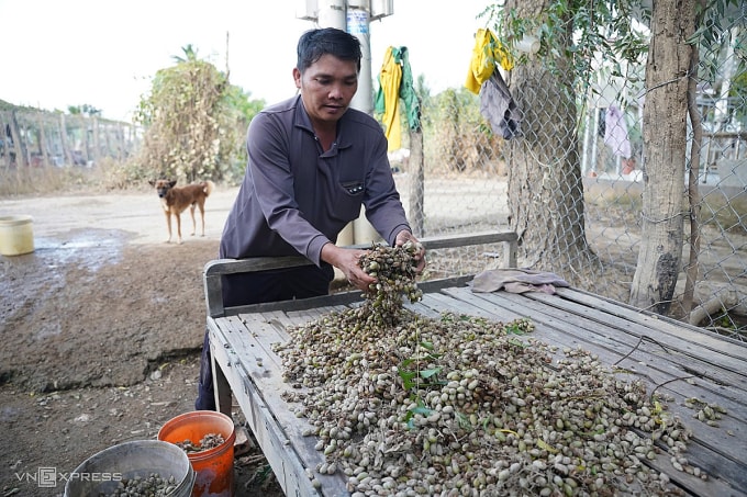 Ông Lê Văn Sang thu gom nho xanh bị hỏng tại vườn. Ảnh: Bùi Toàn