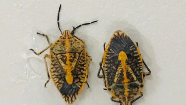 Người đàn ông 42 tuổi tử vong vì ăn nhầm con vật "lạ mắt" trong vườn nhà - Ảnh 1.