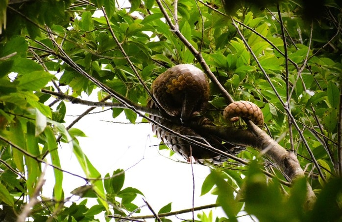 7 con vật bị đe dọa tuyệt chủng trên toàn cầu được thả về tự nhiên - Ảnh 2.