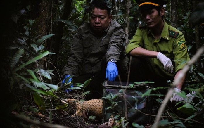 7 con vật bị đe dọa tuyệt chủng trên toàn cầu được thả về tự nhiên - Ảnh 3.