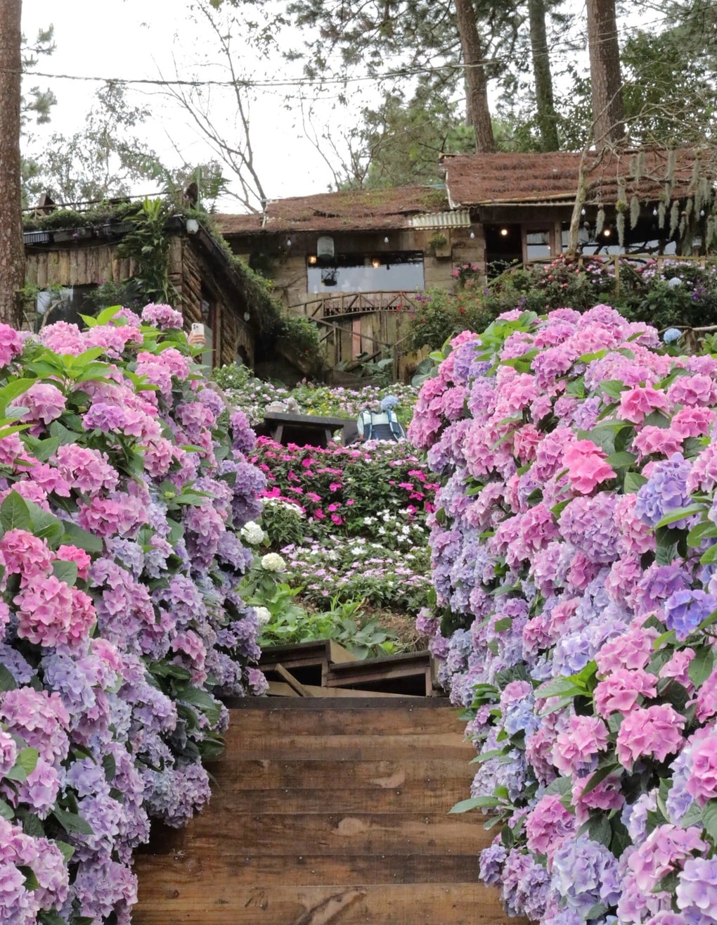 Cô chủ hoá tiên nữ, nói giọng kiếm hiệp, quán cà phê Đà Lạt tăng vọt khách - 2