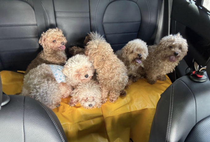 Một số ít các con poodle trong tổng số 79 con vật được bà Moss nuôi tại căn hộ ở Singapore. Ảnh: newswav