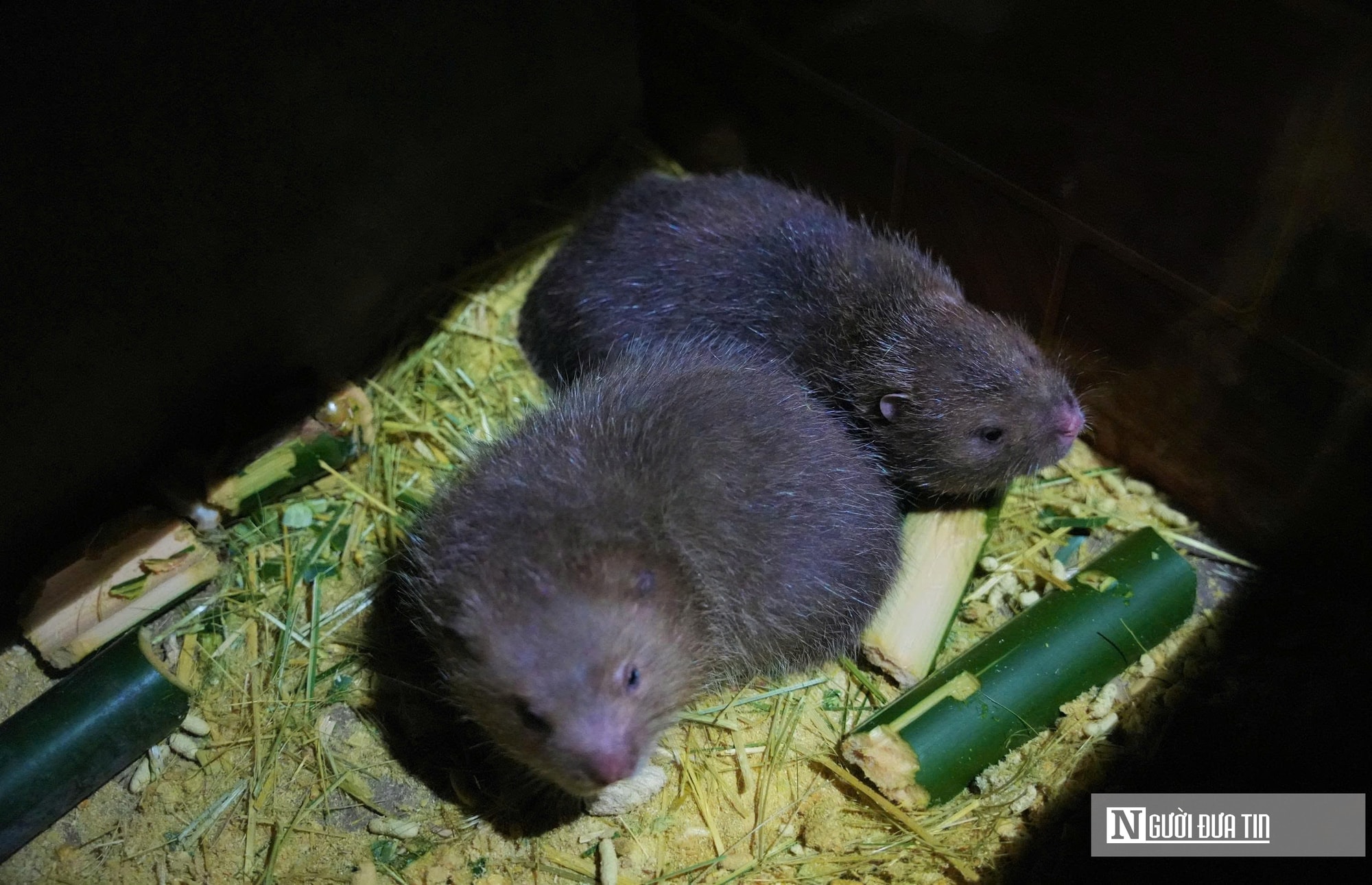 Người dân miền núi Nghệ An có thu nhập cao từ con siêu gặm nhấm - Ảnh 1.