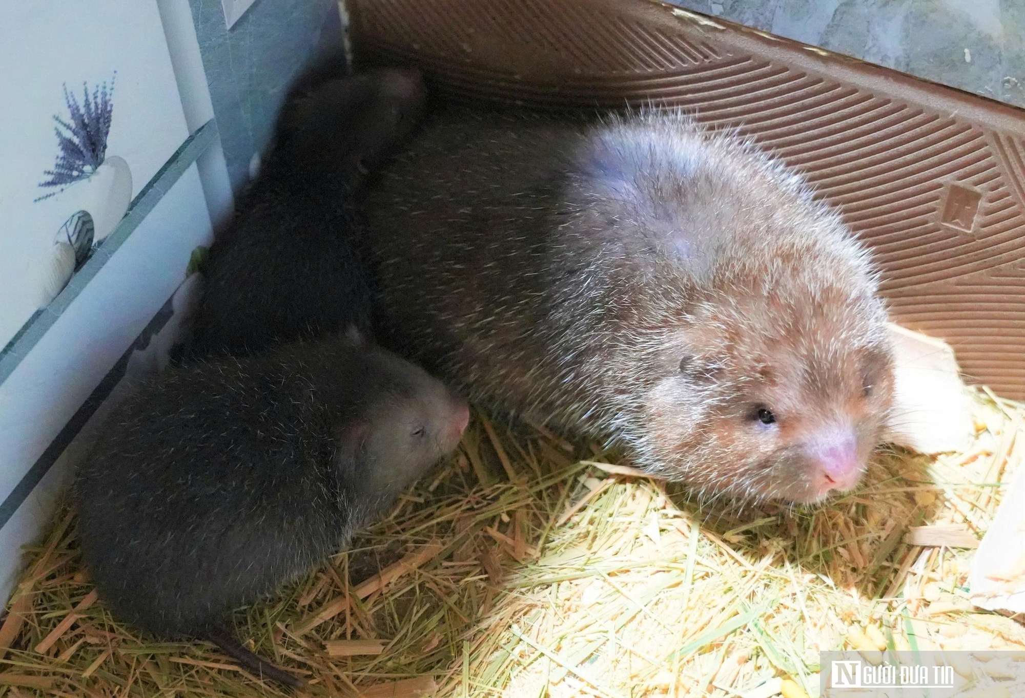 Người dân miền núi Nghệ An có thu nhập cao từ con siêu gặm nhấm - Ảnh 7.