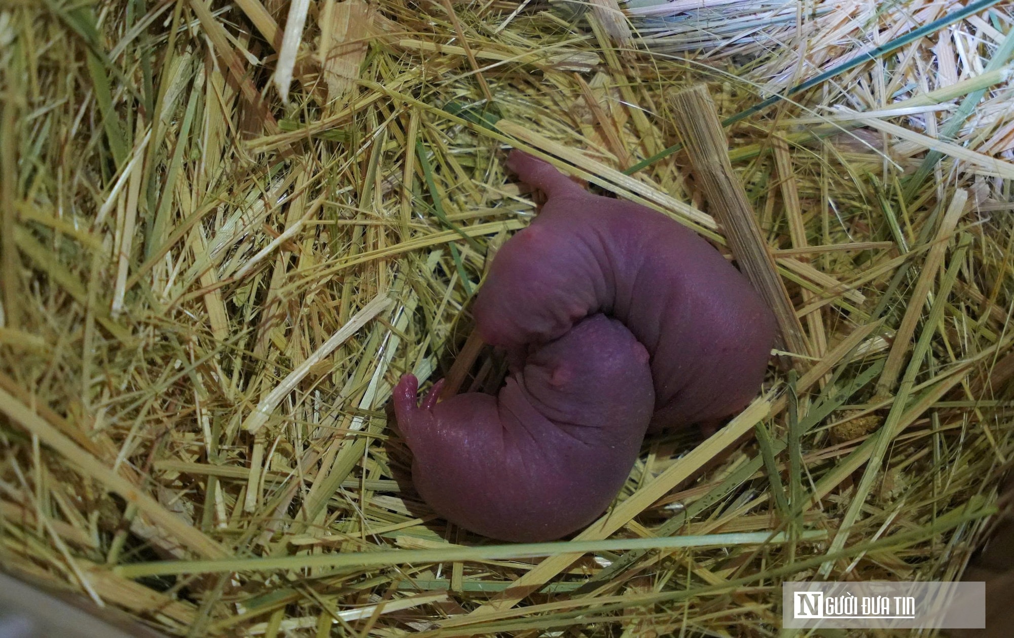 Người dân miền núi Nghệ An có thu nhập cao từ con siêu gặm nhấm - Ảnh 8.