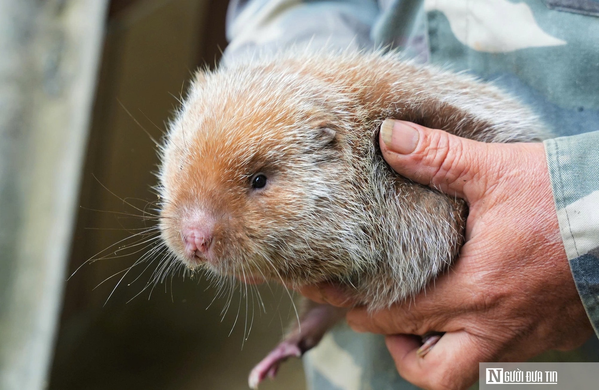 Người dân miền núi Nghệ An có thu nhập cao từ con siêu gặm nhấm - Ảnh 9.