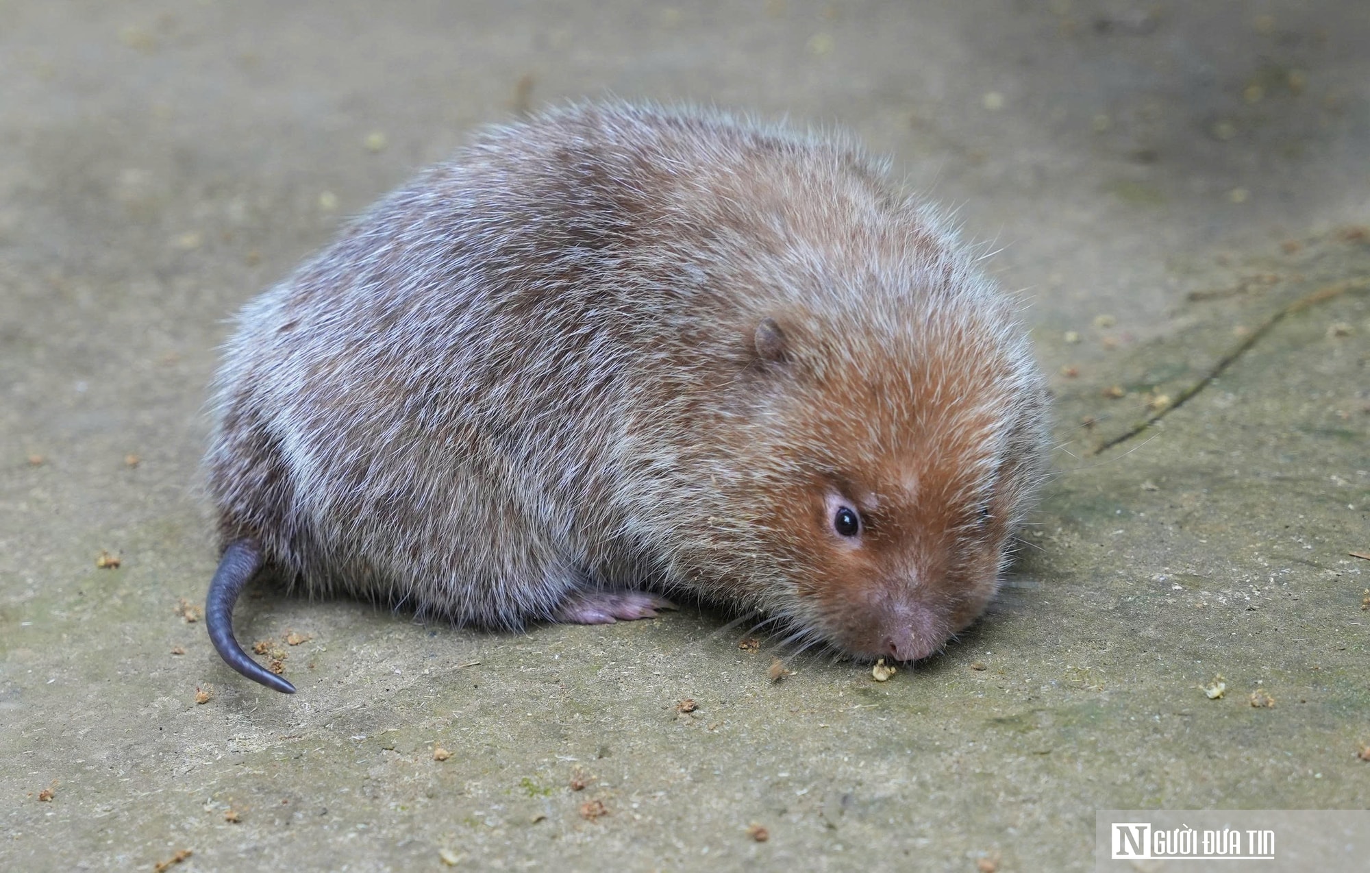 Người dân miền núi Nghệ An có thu nhập cao từ con siêu gặm nhấm - Ảnh 10.