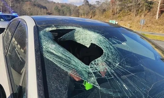 Đại bàng gây tai nạn kỳ lạ, làm vỡ kính chắn gió ô tô - Ảnh 1.