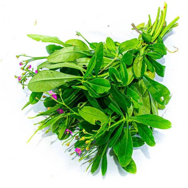 Đừng chỉ ăn củ, lá loài cây này quý như "nhân sâm người nghèo", mọc um tùm như cỏ dại - Ảnh 1.