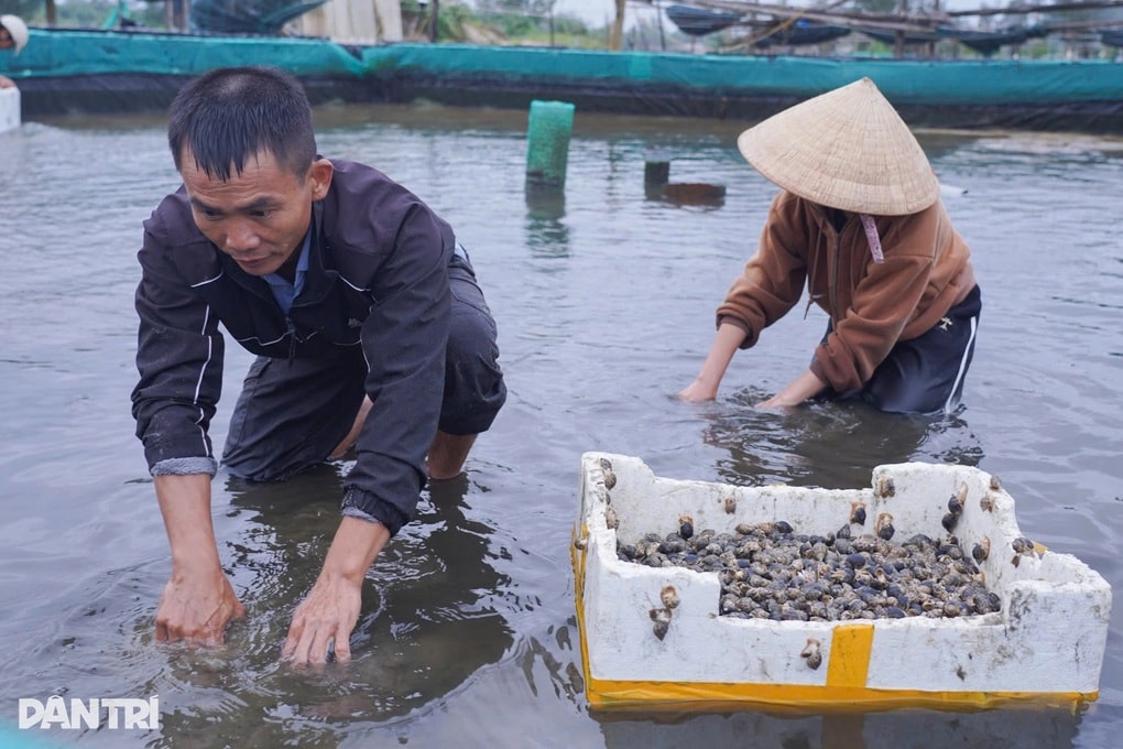 Vỡ hồ nuôi ốc hương, nhiều hộ dân mất trắng tiền tỷ - 2