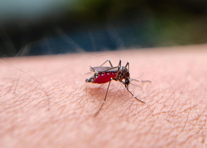 Muỗi vằn - trung gian truyền sốt xuất huyết Dengue. Ảnh: Shyamli Kashyap/Pexels