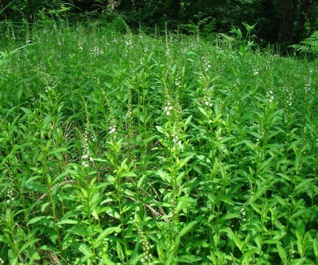 Vị thuốc quý từ loại rau tên đẹp như những vì sao, mọc dại nhiều - Ảnh 1.