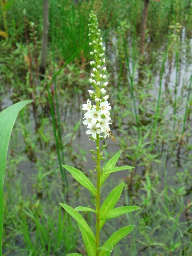 Vị thuốc quý từ loại rau tên đẹp như những vì sao, mọc dại nhiều - Ảnh 3.