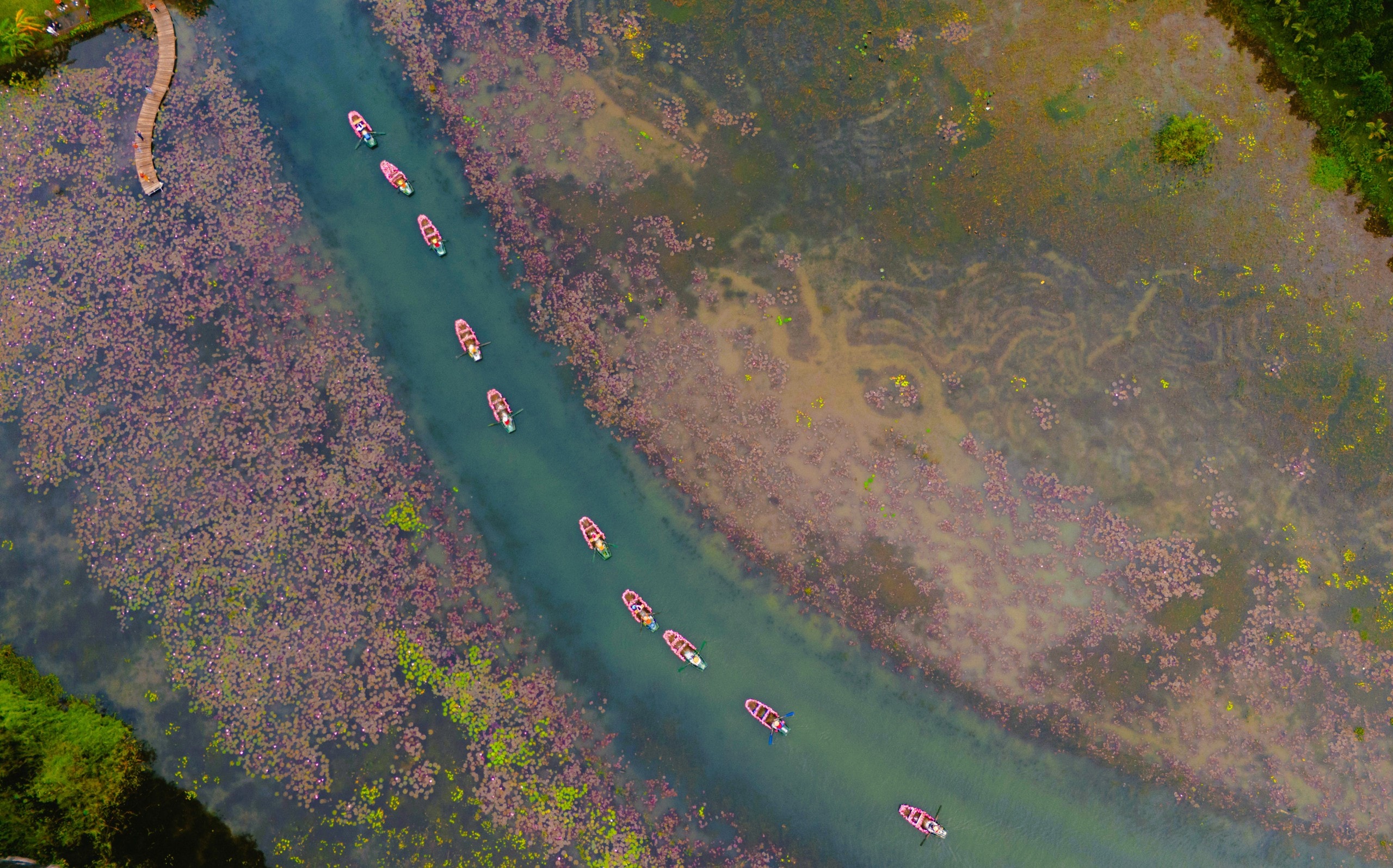 Tam Cốc ngọt lịm mùa hoa súng - Ảnh 7.