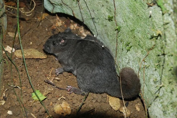 Điều thú vị về loài chuột "tuyệt chủng 11 triệu năm" xuất hiện tại Phong Nha - Kẻ Bàng- Ảnh 2.