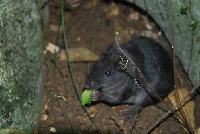 Điều thú vị về loài chuột "tuyệt chủng 11 triệu năm" xuất hiện tại Phong Nha - Kẻ Bàng- Ảnh 3.