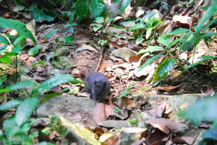 Điều thú vị về loài chuột "tuyệt chủng 11 triệu năm" xuất hiện tại Phong Nha - Kẻ Bàng- Ảnh 4.