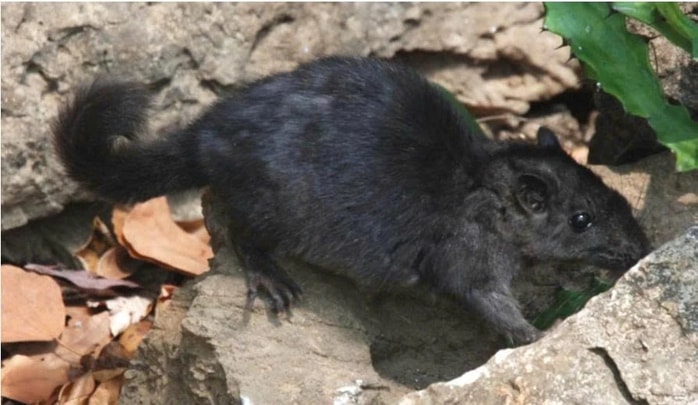 Điều thú vị về loài chuột "tuyệt chủng 11 triệu năm" xuất hiện tại Phong Nha - Kẻ Bàng- Ảnh 1.