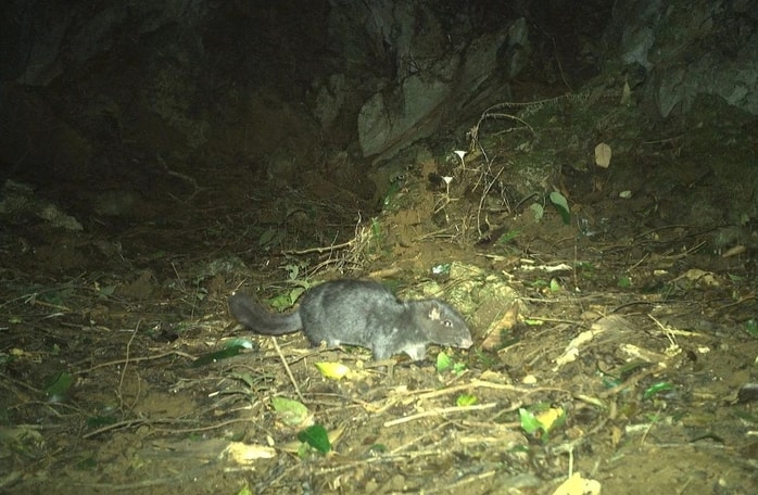 Điều thú vị về loài chuột "tuyệt chủng 11 triệu năm" xuất hiện tại Phong Nha - Kẻ Bàng- Ảnh 5.