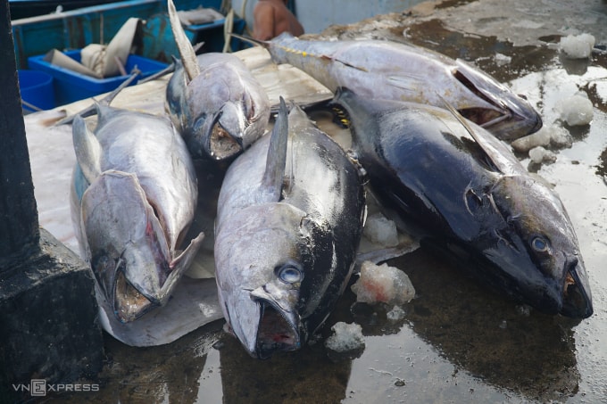 Tàu đánh bắt cá ngừ đại dương cập cảng Hòn Rớ, Nha Trang đầu năm 2023. Ảnh: Bùi Toàn