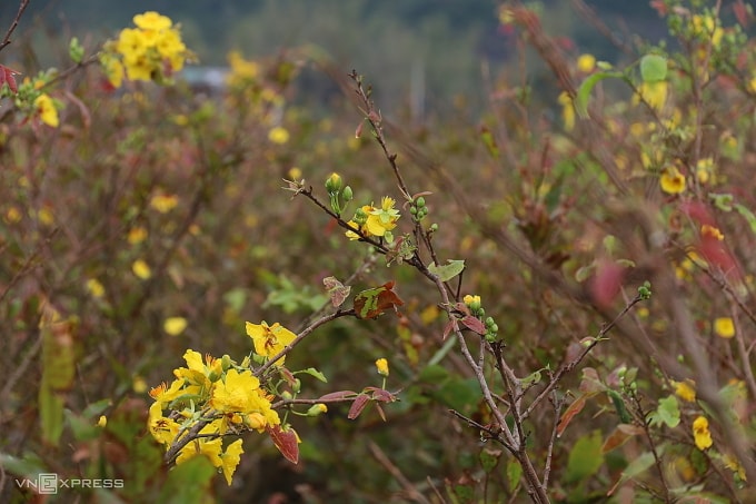 Vườn mai nở sớm do ảnh hưởng của bão Kalmaegi. Ảnh: Trần Hóa