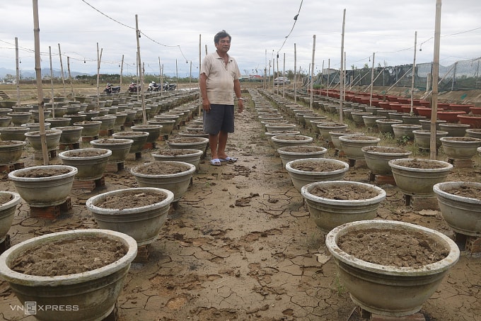 700 chậu cúc của ông Nguyễn Hạn phải nhổ bỏ vì thối rễ. Ảnh: Trần Hóa