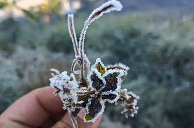 Băng giá bám trên thảm thực vật ở xã Na Ngoi, ngày 1/12. Ảnh: Hải Thượng
