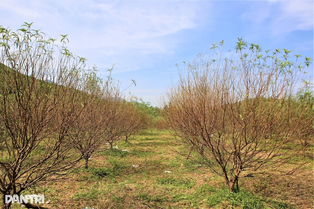 Thủ phủ đào phai chết khô sau mưa bão, người dân lo mất Tết - 2 Thủ phủ đào phai chết khô sau mưa bão, người dân lo mất Tết - 2