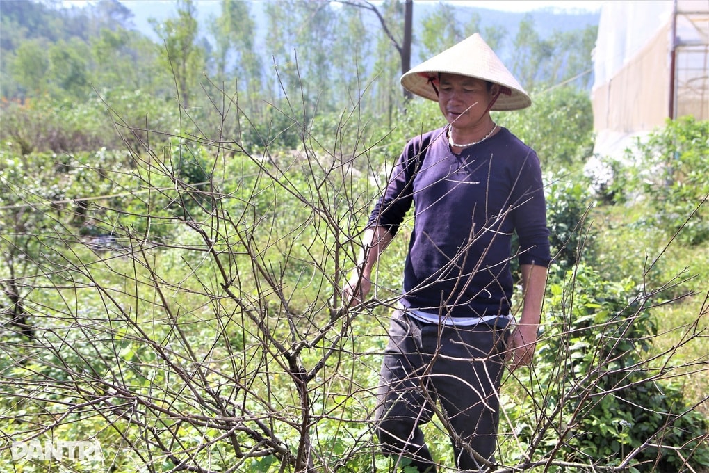 Thủ phủ đào phai chết khô sau mưa bão, người dân lo mất Tết - 1 Thủ phủ đào phai chết khô sau mưa bão, người dân lo mất Tết - 1