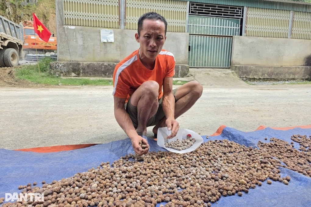 Loại quả gợi nhớ thời khó khăn nay giúp dân bản thu nhập khá - 3 Loại quả gợi nhớ thời khó khăn nay giúp dân bản thu nhập khá - 3