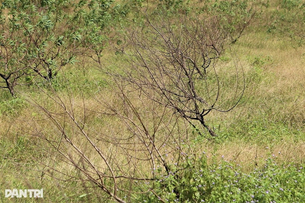 Thủ phủ đào phai chết khô sau mưa bão, người dân lo mất Tết - 3 Thủ phủ đào phai chết khô sau mưa bão, người dân lo mất Tết - 3