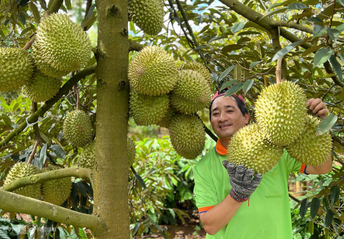 Thu hoạch sầu riêng tại Cần Thơ. Ảnh: Mạnh Khương