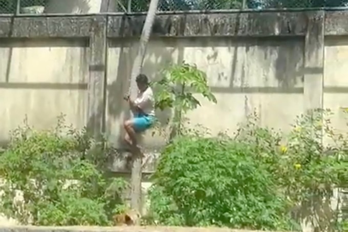 Gerson de Melo Machado khi leo vào chuồng sư tử trong vườn thú ở Joao Pessoa, Brazil hôm 30/11. Ảnh: NBC