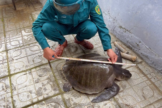 Cá thể đồi mồi được kiểm tra sức khỏe, đo kích thước, cân nặng trước khi tiếp nhận bàn giao. Ảnh: Nam Nguyễn