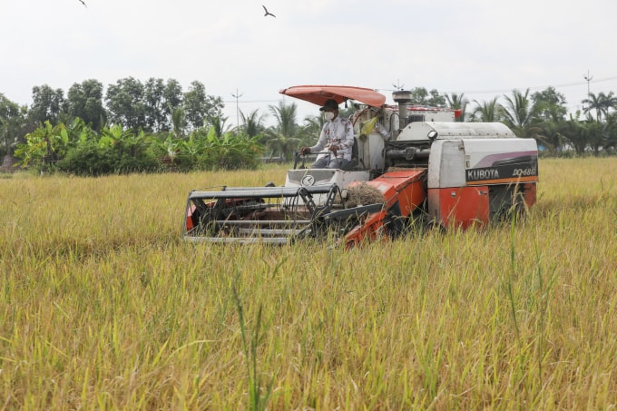 Người dân thị trấn Tân Túc (huyện Bình Chánh cũ), TP HCM thu hoạch lúa, tháng 9/2021. Ảnh: Quỳnh Trần