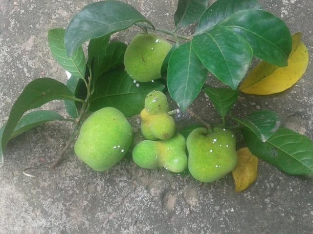 Thứ quà quê có vị chua chua, ruột hồng bắt mắt được nhiều người săn lùng - Ảnh 1.