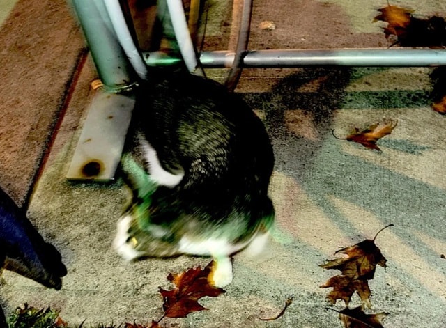 Phát hiện bất ngờ trong bệnh viện bỏ hoang - Ảnh 3.